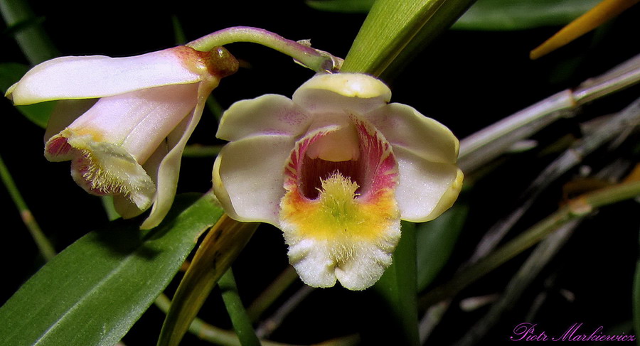 Hoàng thảo đơn côi - Dendrobium chittimae