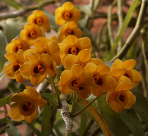 dendro chrysanthum - Phi điệp vàng