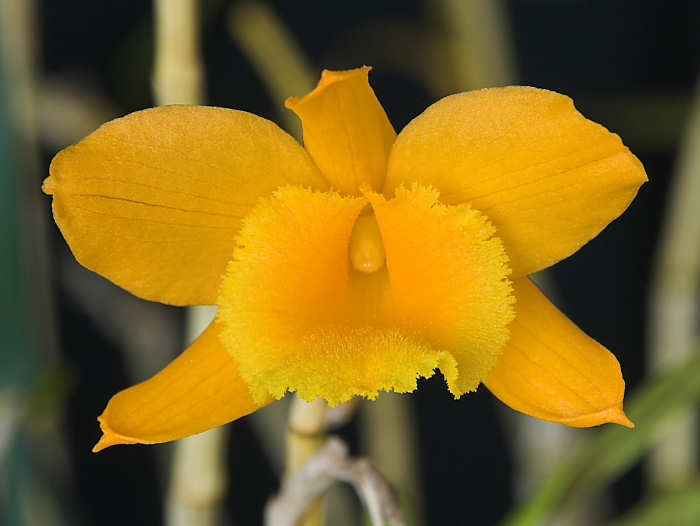 Hoàng thảo vàng cam - Dendrobium chryseum