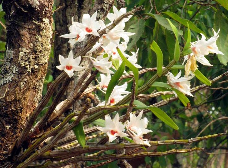 Hoàng thảo nhất điểm hồng - Dendrobium draconis