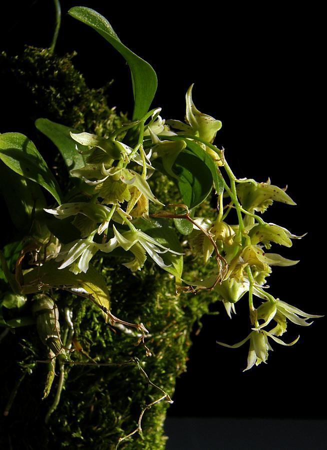 Dendrobium langbianense