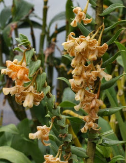 Lan hoàng thảo nemorale - Dendrobium nemorale