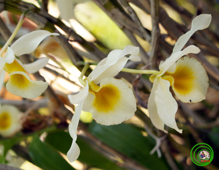 Hoàng thảo gia lu -  Dendrobium nobile var. alboluteum 