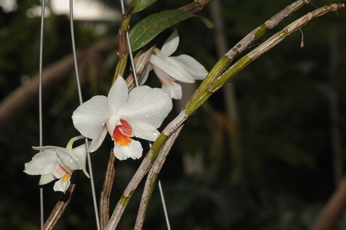 Hoàng thảo bạch nhạn - Dendrobiumn wattii