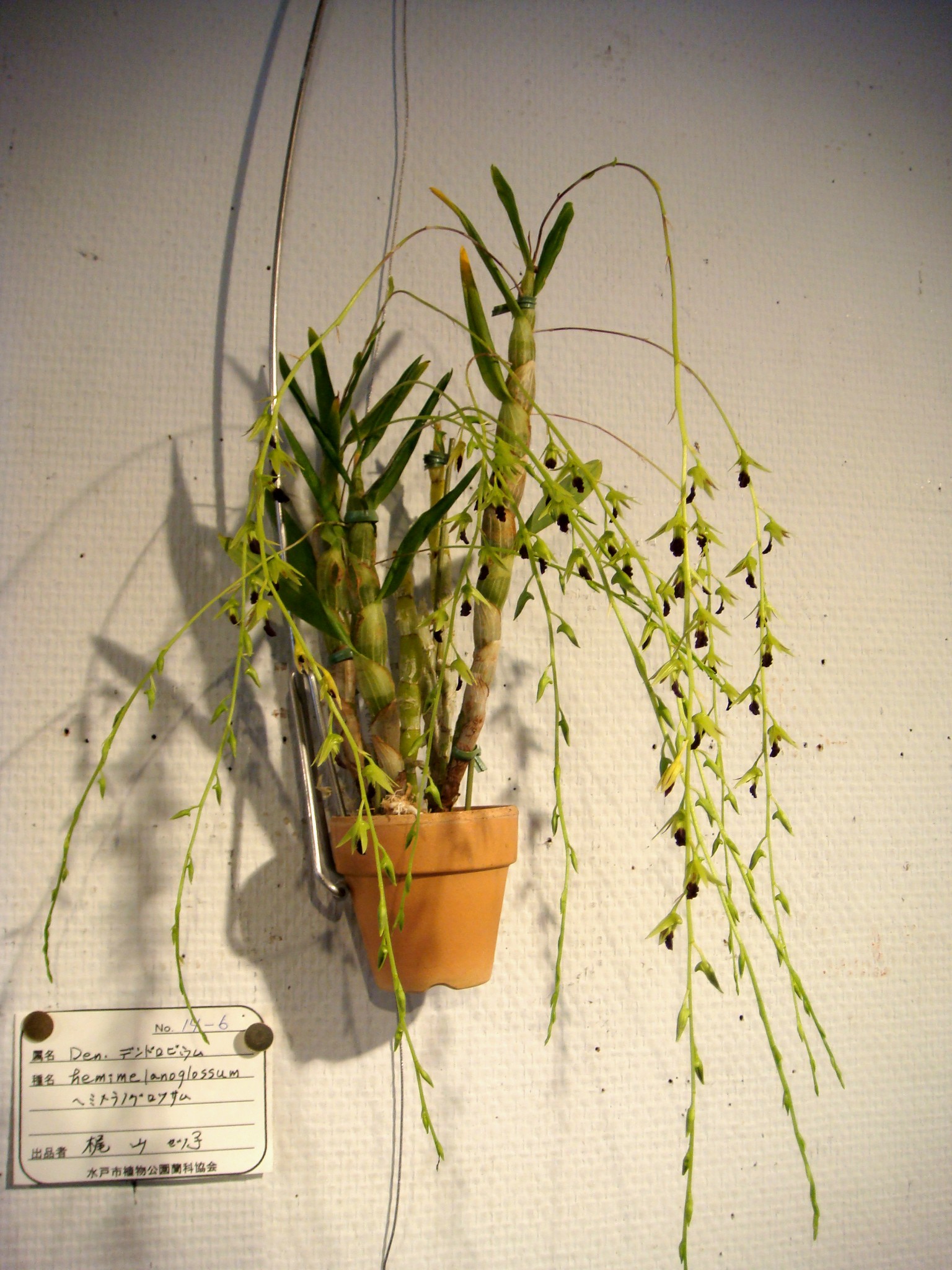 Dendrobium hemimelanoglossum - Lan hoàng thảo thõng