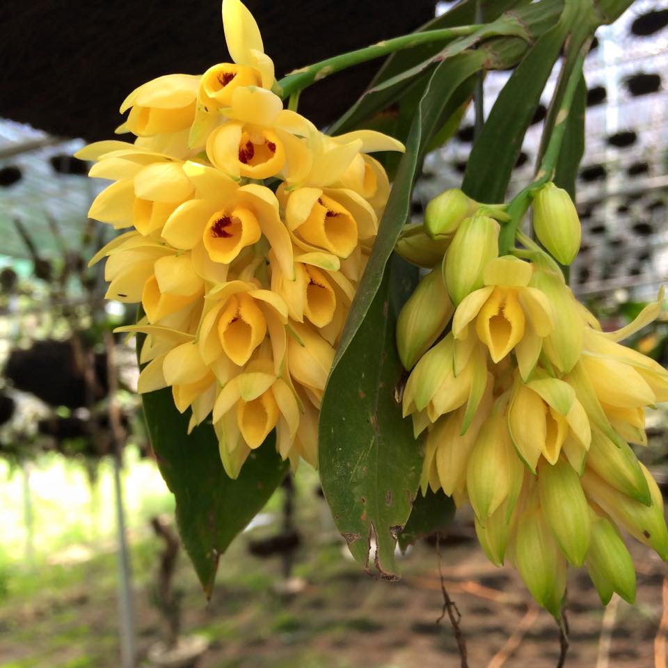 Thuỷ tiên dẹt – Kiều dẹt – Dendrobium sulcatum