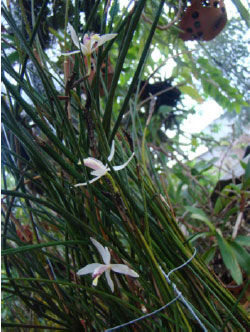 lan đầm lầy, lan dứa - Bromheadia annamensis