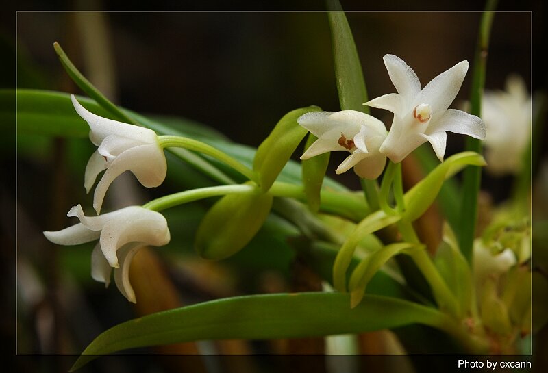 Lan len ít hoa - Eria dacrydium