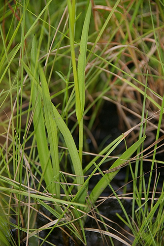 Lan kiến cò Tây Nguyên - Habenaria rumphii