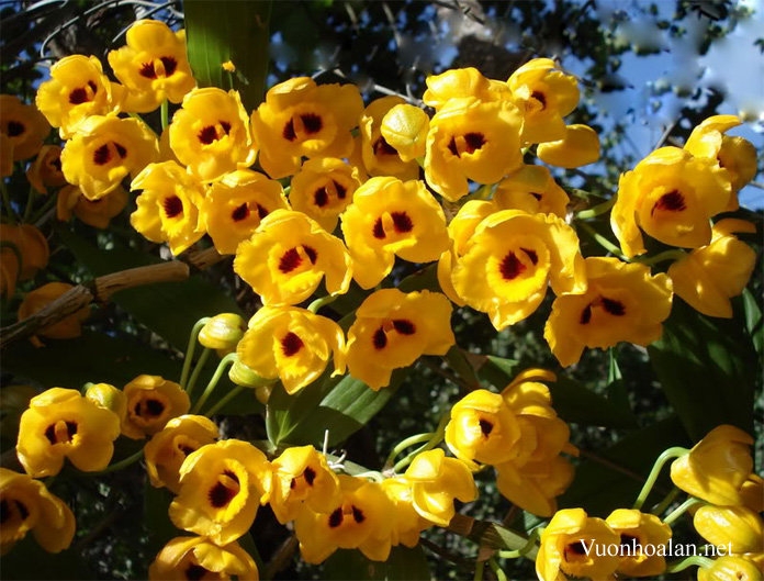 Phi điệp vàng - Dendrobium chrysanthum Lindl. 