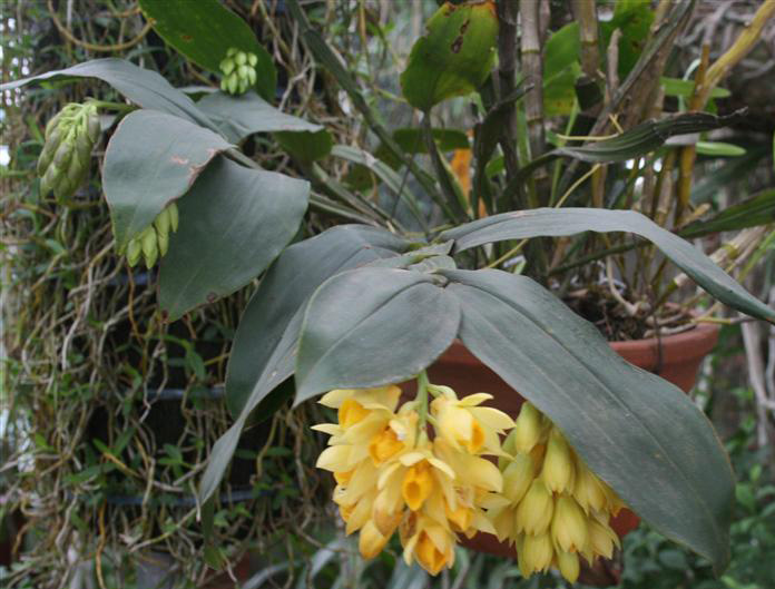 Thuỷ tiên dẹt – Kiều dẹt – Dendrobium sulcatum