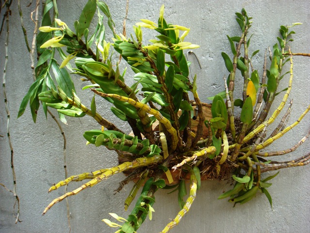 Hoàng thảo trinh bạch - Dendrobium schildhaueri