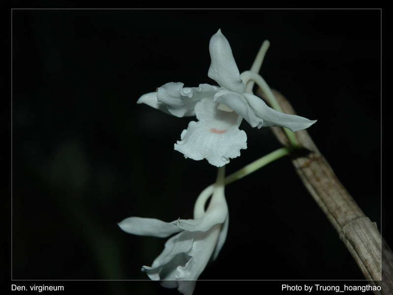 Hoàng thảo trinh bạch - Dendrobium virgineum