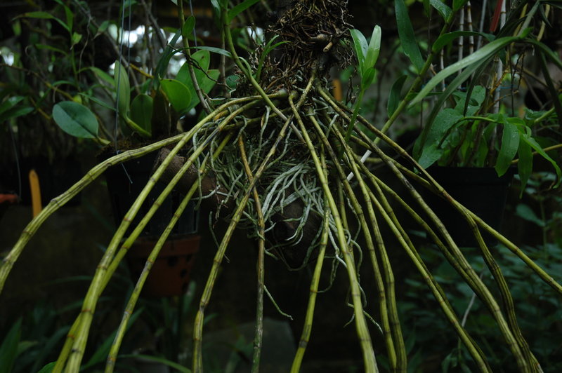 Hoàng thảo xoắn - Dendrobium tortile