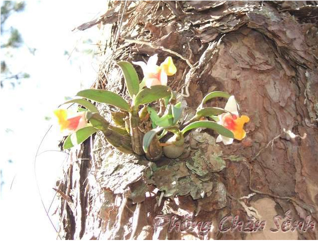 Bạch hỏa hoàng - Dendrobium bellatulum