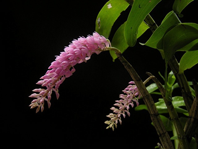 Hoàng thảo báo hỷ - Dendrobium secundum