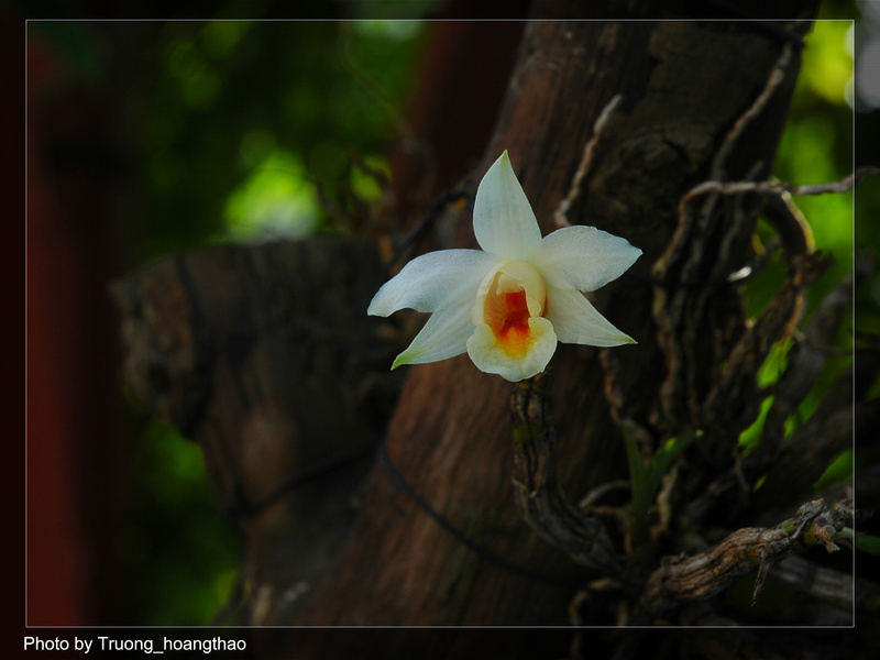 Đại bạch hạc - Dendrobium christyanum 