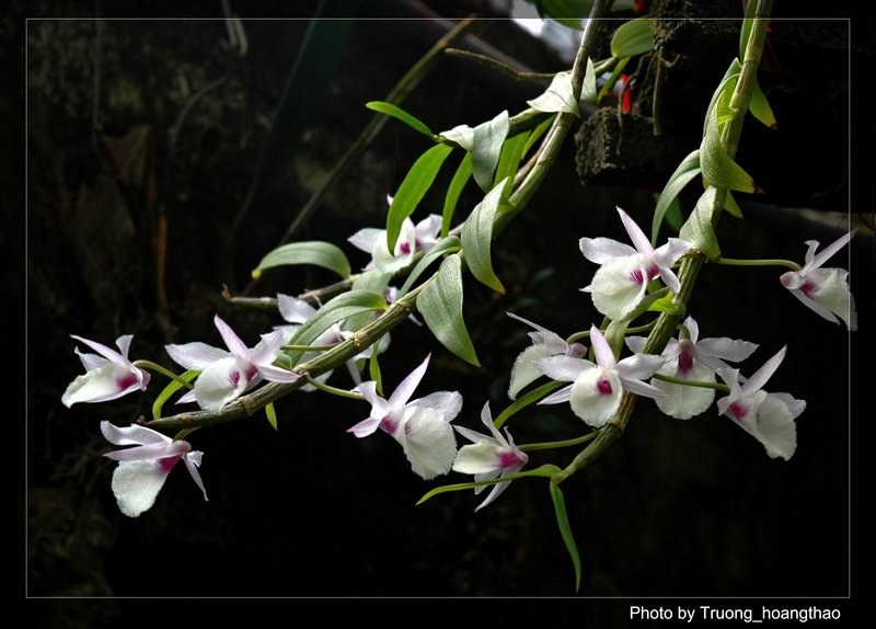 Hạc vỹ - Đại ý thảo - Dendrobium aphylum - Dendrobium pierardii