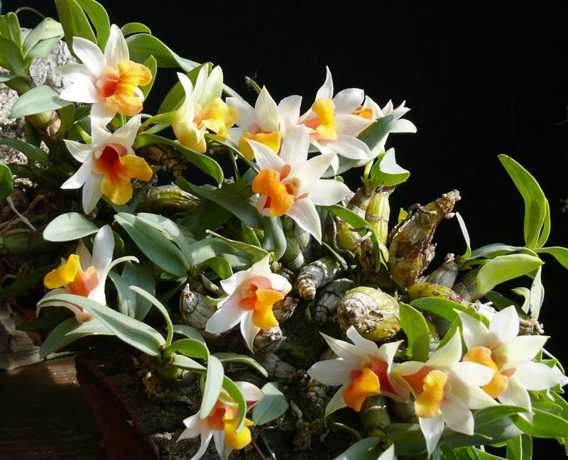 Dendrobium margaritaceum - Tiểu bạch hạc