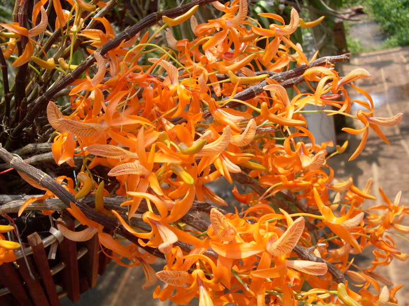 Hoàng thảo đơn cam - Dendrobium unicum