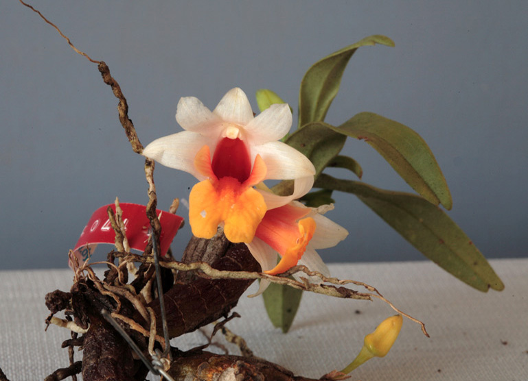 Hoàng thảo Bạch hỏa hoàng - Dendrobium bellatulum Rolfe