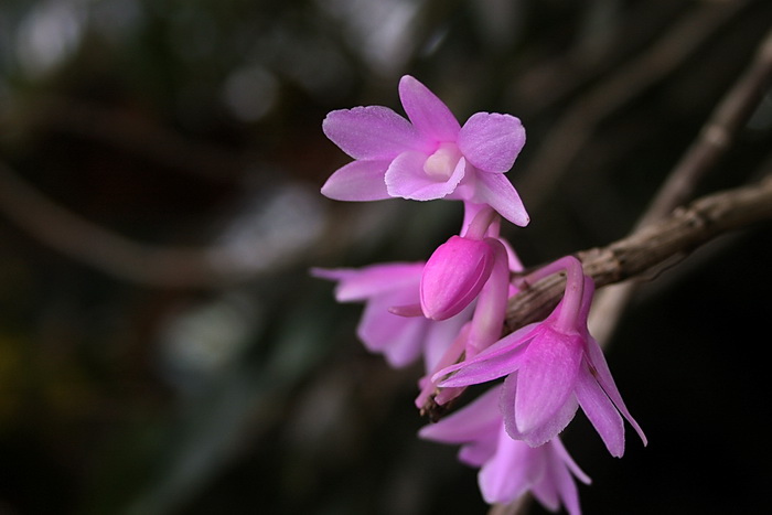 Hoàng thảo hoa cong - Dendrobium intricatum