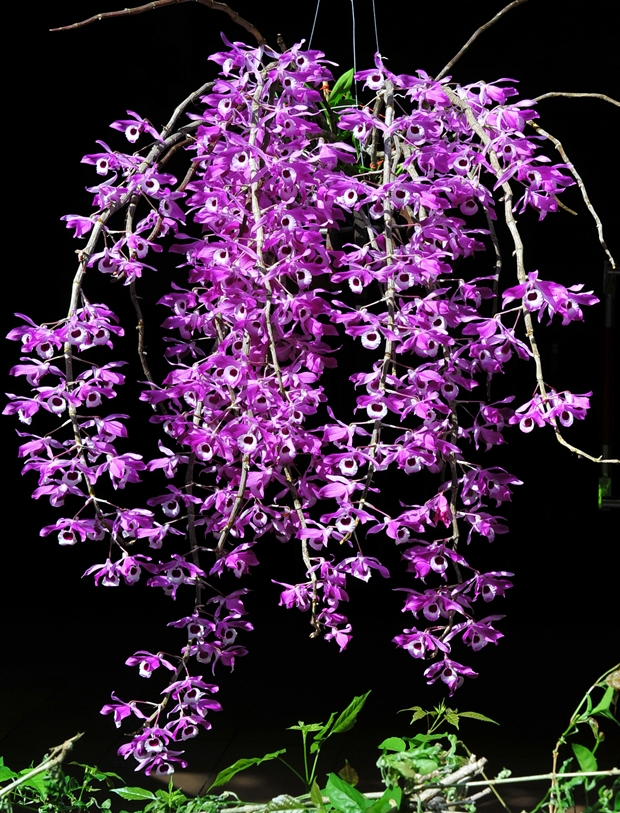 Hoàng thảo kèn - Dendrobium Lituiflorum