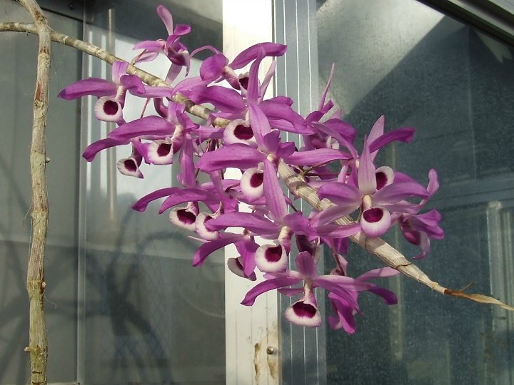 Hoàng thảo kèn - Dendrobium Lituiflorum