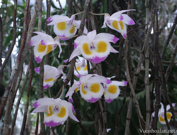 Hoàng thảo Tam bảo sắc - Dendrobium devonianum