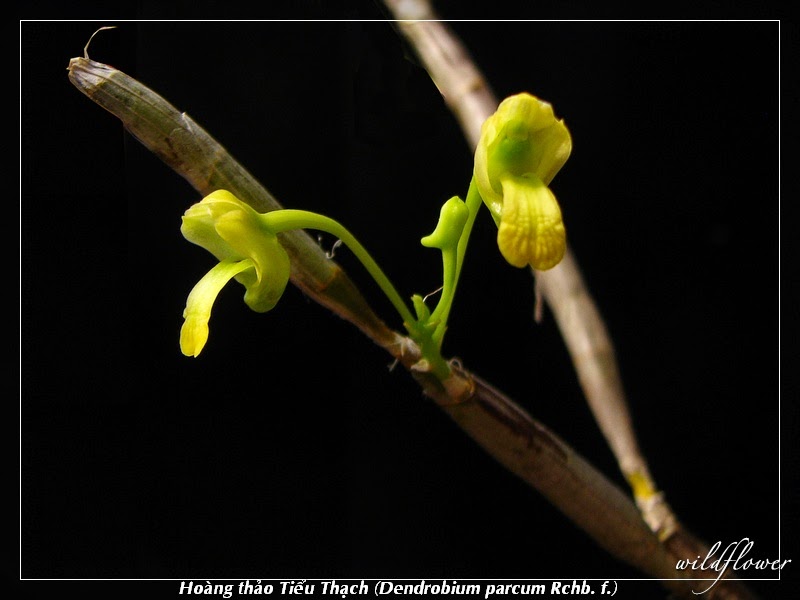 Hoàng thảo tiểu thạch - Dendrobium parcum