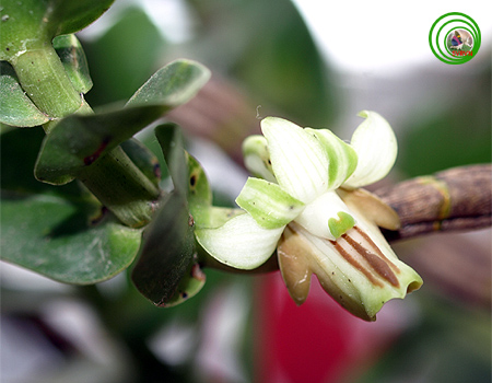 Hoàng thảo hương duyên - Dendrobium ellipsophyllum