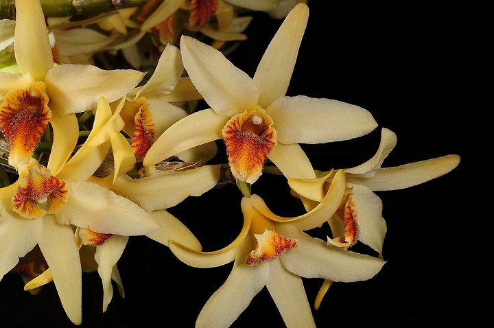 Hoàng thảo lụa vàng - Dendrobium heterocarpum