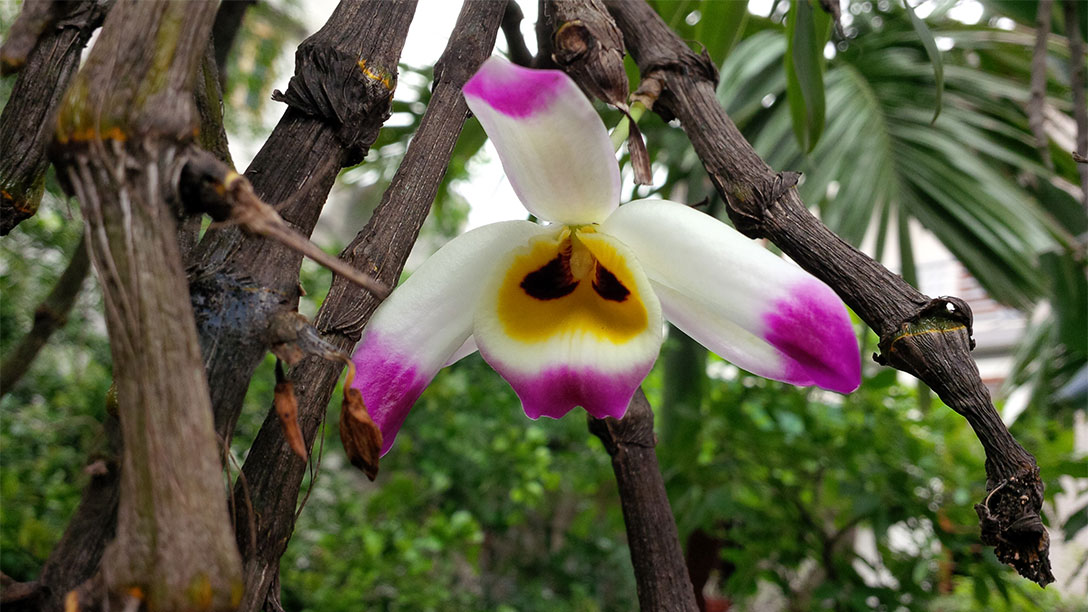 Hoàng thảo ngũ tinh - Dendrobium wardianum