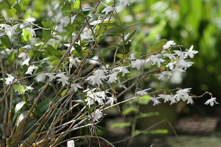 Hoàng thảo bạch câu - Dendrobium crumenatum