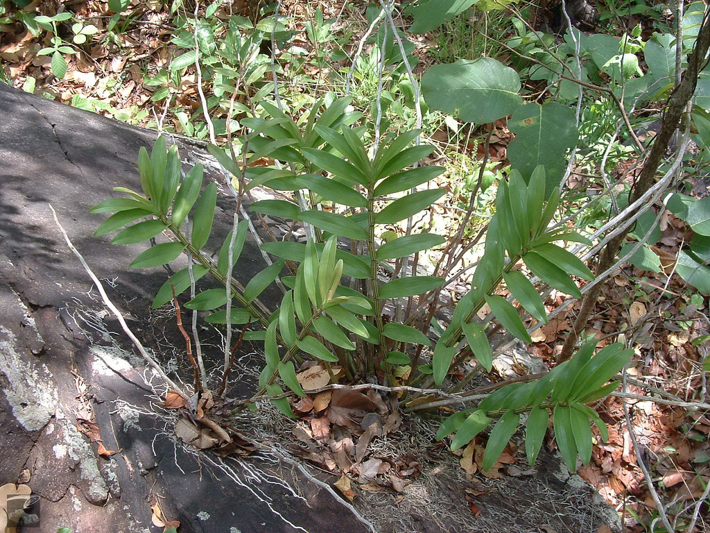 Hoàng thảo thái bình - Dendrobium pulchellum
