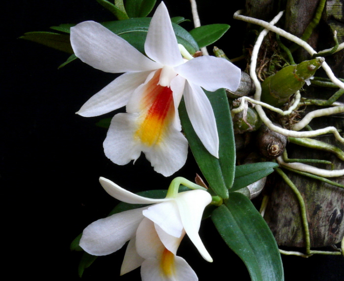 Tiểu bạch hạc, Hoàng thảo Bạch hoàng, Dendrobium christyanum