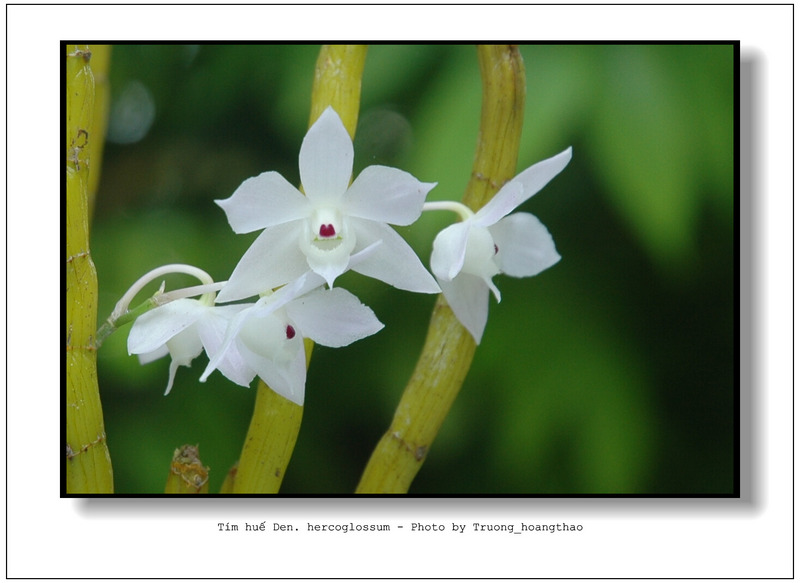 Hoàng thảo tím huế - Dendrobium hercoglossum