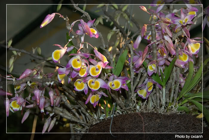 Lan ý thảo hay lan hoàng thảo ý thảo - Dendrobium gratiosissimum