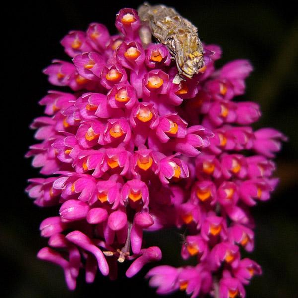 Hoàng thảo báo hỷ - Dendrobium secundum