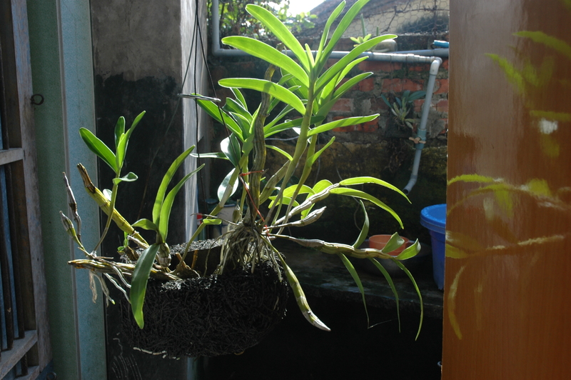 Hoàng thảo phi hạc - Den signatum - Dendrobium hildebrandtii 