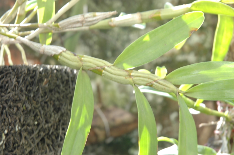 Hoàng phi hạc - Den signatum - Dendrobium hildebrandtii 