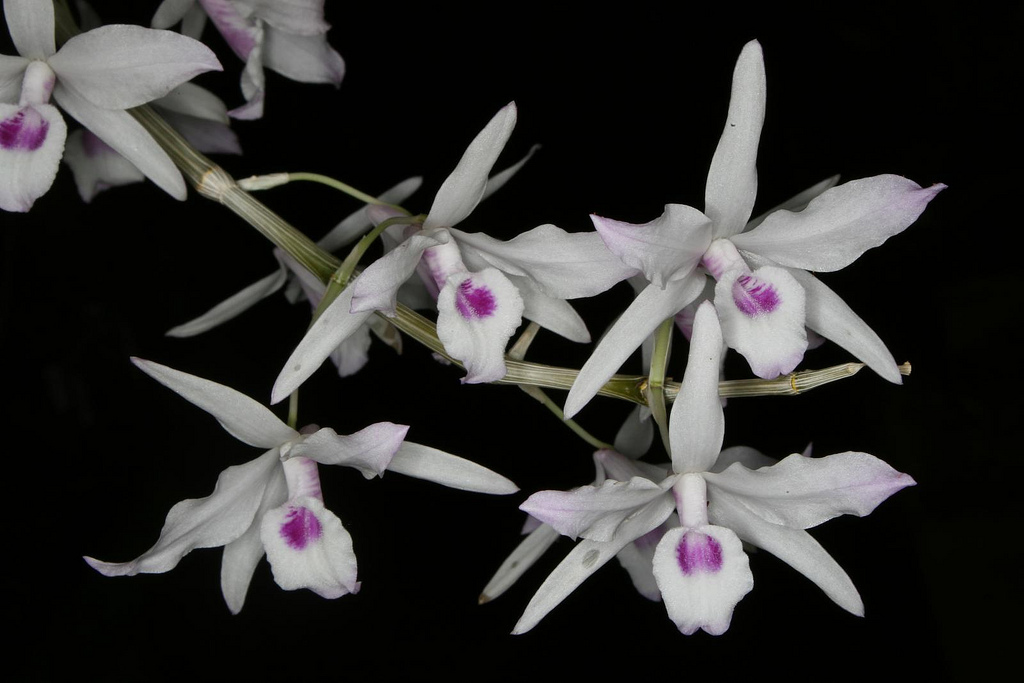 Hoàng Thảo Ý Ngọc - Dendrobium Transparens