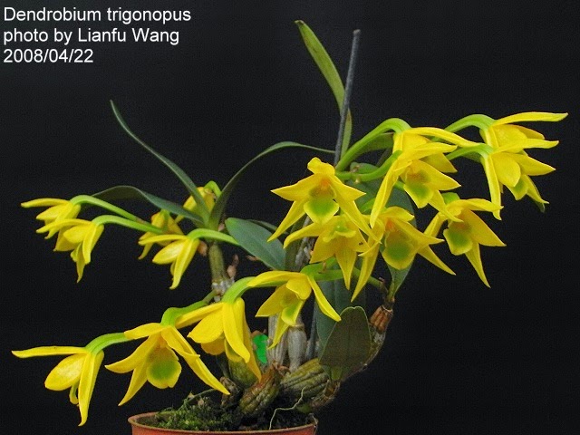 Kim điệp thơm - Dendrobium Trigonopus