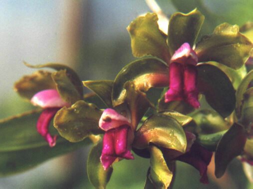 Lan Hoàng Hậu - Cattleya bicolor