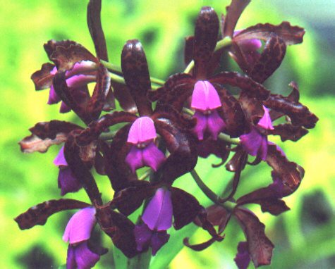 Lan Hoàng Hậu - Cattleya guttata
