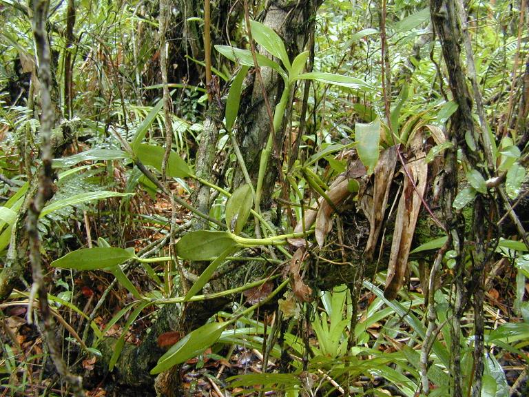 Lan Hoàng Hậu - Cattleya intermedia