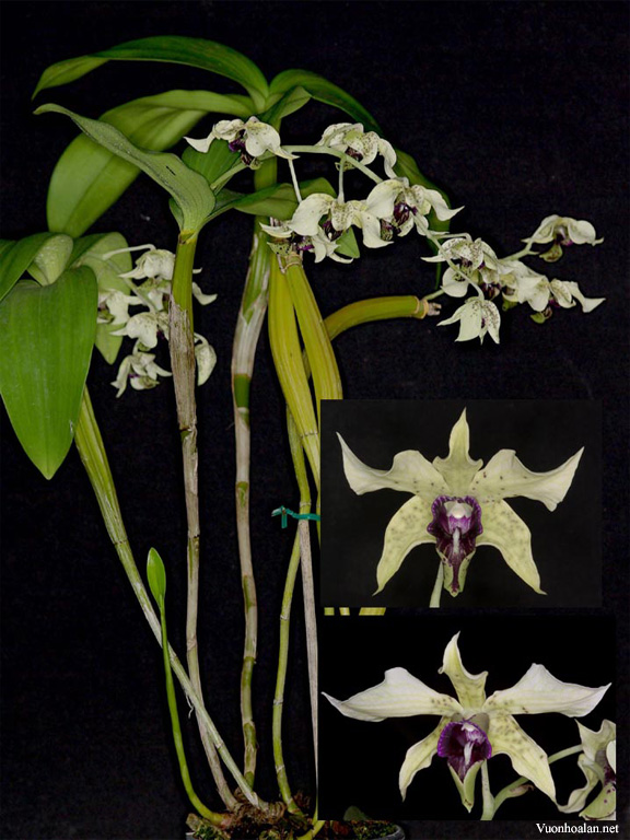 Dendrobium Atroviolaceum