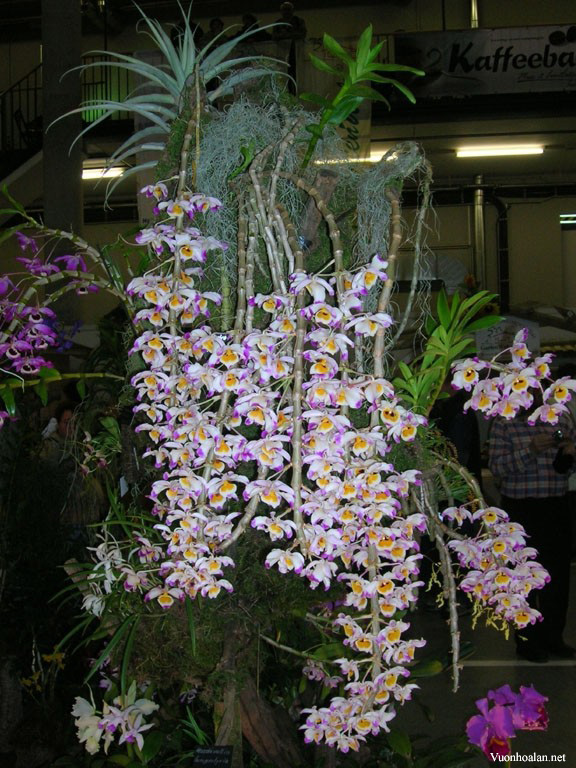 Dendrobium Wardianum - Lan Hoàng Thảo
