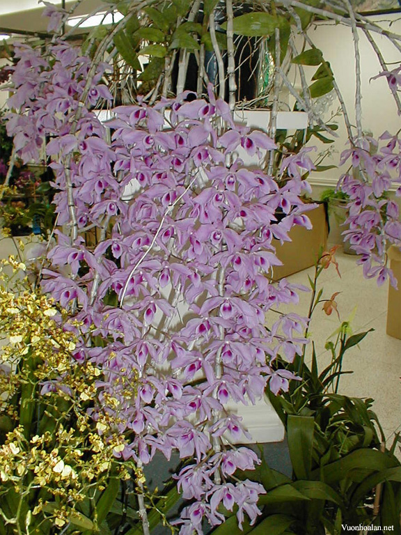 Dendrobium anosmum - Dã hạc - Phi điệp