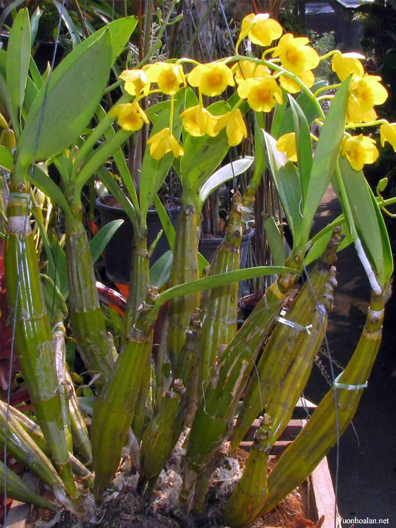 Lan Kim Điệp - Dendrobium chrysotoxum 